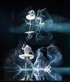 A swan lake 1